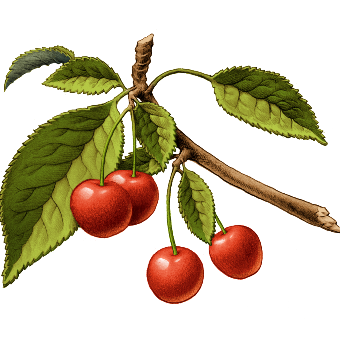 Cherry Kiss | Two Chefs Brewing