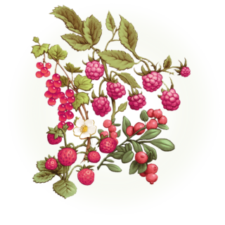 BLAZING BERRIES transpbg2