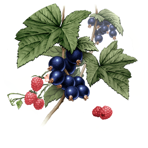 Achtergrond site Royal Obsession