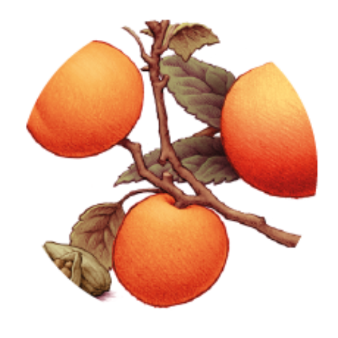 Apricot affair achtergrond 01