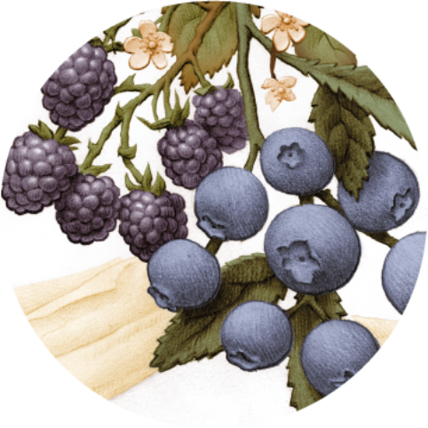 Berry Me Achtergrond